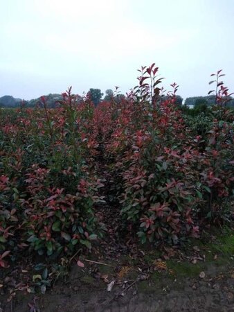 Photinia fraseri 'Red Robin'= 'Roodborstje' 150-175 cm met kluit - afbeelding 6