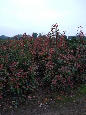 Photinia fraseri 'Red Robin'= 'Roodborstje' 150-175 cm met kluit - afbeelding 12