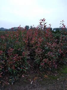 Photinia fraseri 'Red Robin'= 'Roodborstje' 150-175 cm met kluit - afbeelding 12