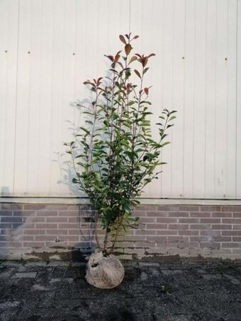 Photinia fraseri 'Red Robin'= 'Roodborstje' 150-175 cm met kluit - afbeelding 10