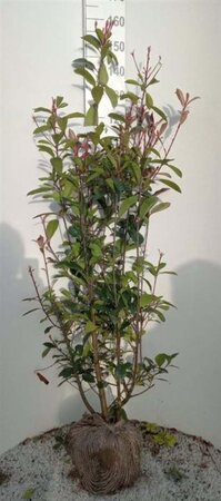 Photinia fraseri 'Red Robin'= 'Roodborstje' 150-175 cm met kluit - afbeelding 2