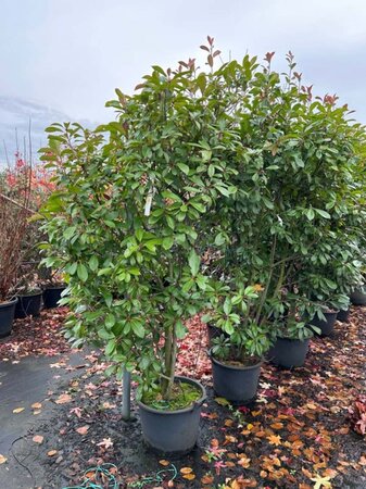 Photinia fraseri 'Red Robin'= 'Roodborstje' 175-200 cm cont. 40L