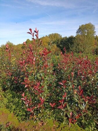 Photinia fraseri 'Red Robin'= 'Roodborstje' 175-200 cm met kluit - afbeelding 6