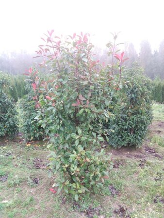 Photinia fraseri 'Red Robin'= 'Roodborstje' 175-200 cm met kluit - afbeelding 2