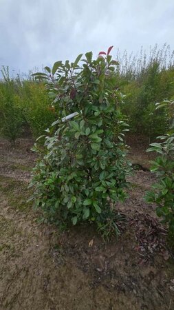 Photinia fraseri 'Red Robin'= 'Roodborstje' 175-200 cm met kluit - afbeelding 10