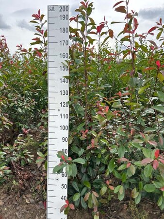 Photinia fraseri 'Red Robin'= 'Roodborstje' 175-200 cm met kluit - afbeelding 1