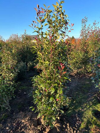 Photinia fraseri 'Red Robin'= 'Roodborstje' 175-200 cm met kluit - afbeelding 9