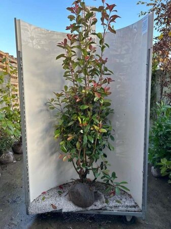 Photinia fraseri 'Red Robin'= 'Roodborstje' 175-200 cm met kluit - afbeelding 5