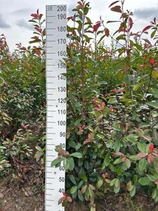 Photinia fraseri 'Red Robin'= 'Roodborstje' 175-200 cm met kluit - afbeelding 3