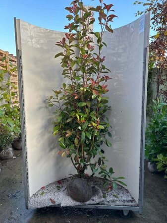 Photinia fraseri 'Red Robin'= 'Roodborstje' 175-200 cm met kluit - afbeelding 8