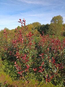 Photinia fraseri 'Red Robin'= 'Roodborstje' 175-200 cm met kluit - afbeelding 7