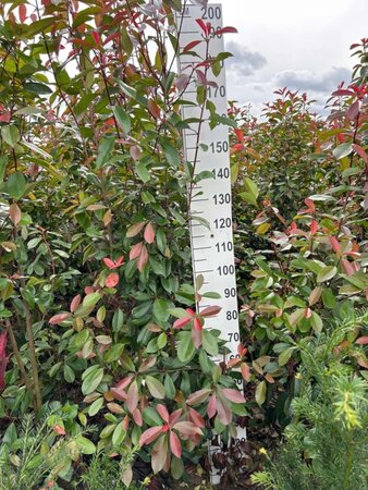 Photinia fraseri 'Red Robin'= 'Roodborstje' 200-250 cm met kluit - afbeelding 4