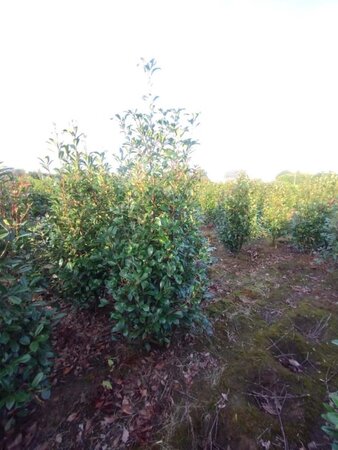 Photinia fraseri 'Red Robin'= 'Roodborstje' 200-250 cm met kluit - afbeelding 3