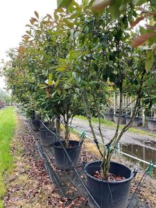 Photinia fraseri 'Red Robin'= 'Roodborstje' 250-300 cm container meerstammig - afbeelding 3