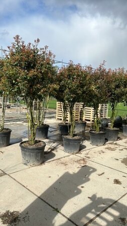 Photinia fraseri 'Red Robin'= 'Roodborstje' 250-300 cm container meerstammig - afbeelding 2