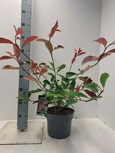 Photinia fraseri 'Red Robin'= 'Roodborstje' 60-80 cm cont. 5,0L - afbeelding 12