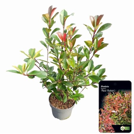 Photinia fraseri 'Red Robin'= 'Roodborstje' 60-80 cm cont. 5,0L - afbeelding 4