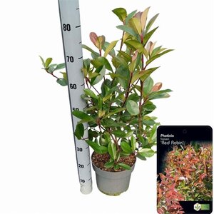 Photinia fraseri 'Red Robin'= 'Roodborstje' 60-80 cm cont. 5,0L - afbeelding 3