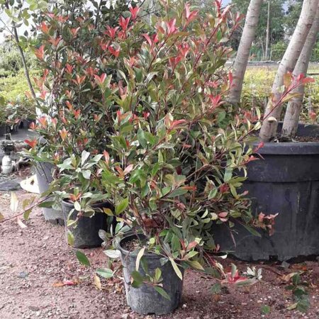 Photinia fraseri 'Red Robin'= 'Roodborstje' 80-100 cm cont. 10L - afbeelding 11