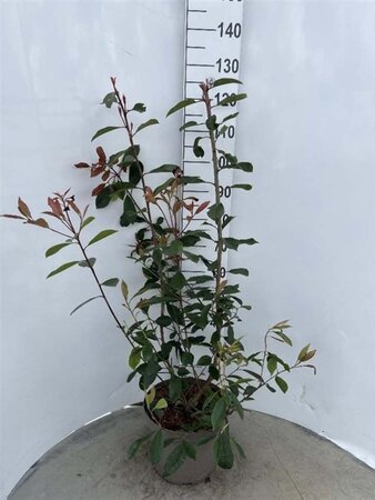 Photinia fraseri 'Red Robin'= 'Roodborstje' 80-100 cm cont. 10L - afbeelding 2