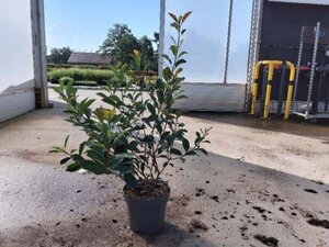 Photinia fraseri 'Red Robin'= 'Roodborstje' 80-100 cm cont. 10L - afbeelding 5