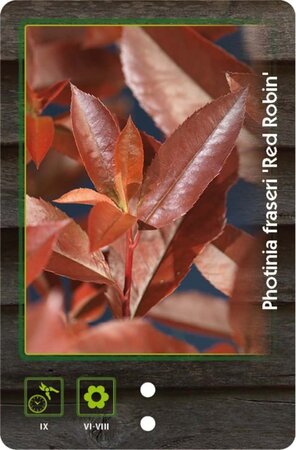 Photinia fraseri 'Red Robin'= 'Roodborstje' 80-100 cm cont. 10L - afbeelding 10