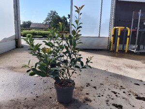 Photinia fraseri 'Red Robin'= 'Roodborstje' 80-100 cm cont. 10L - afbeelding 24