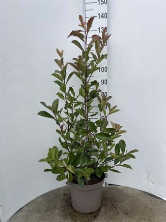 Photinia fraseri 'Red Robin'= 'Roodborstje' 80-100 cm cont. 10L - afbeelding 4