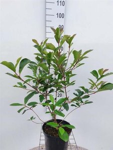 Photinia fraseri 'Red Robin'= 'Roodborstje' 80-100 cm cont. 5,0L - afbeelding 2