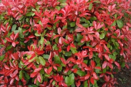 Photinia fraseri 'Red Robin'= 'Roodborstje' 80-100 cm cont. 5,0L - afbeelding 6