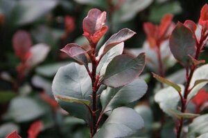 Photinia fraseri 'Red Robin'= 'Roodborstje' 80-100 cm cont. 5,0L - afbeelding 5