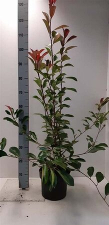 Photinia fraseri 'Red Robin'= 'Roodborstje' 80-100 cm cont. 5,0L - afbeelding 12