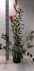 Photinia fraseri 'Red Robin'= 'Roodborstje' 80-100 cm cont. 5,0L - afbeelding 12