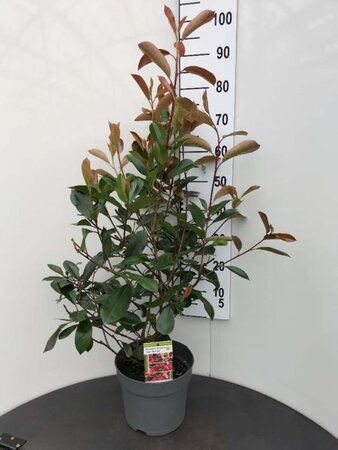 Photinia fraseri 'Red Robin'= 'Roodborstje' 80-100 cm cont. 7,5L - afbeelding 8