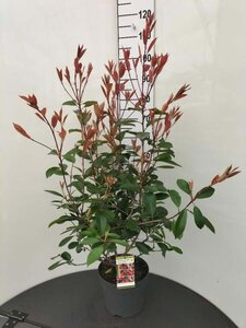 Photinia fraseri 'Red Robin'= 'Roodborstje' 80-100 cm cont. 7,5L - afbeelding 5