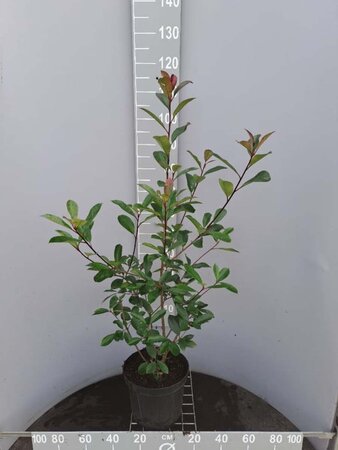 Photinia fraseri 'Red Robin'= 'Roodborstje' 80-100 cm cont. 7,5L - afbeelding 3