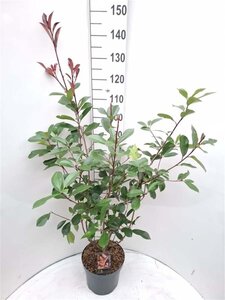 Photinia fraseri 'Red Robin'= 'Roodborstje' 80-100 cm cont. 7,5L - afbeelding 15