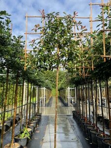 Photinia fraseri 'Red Robin'= 'Roodborstje' 8-10 Hoogstam cont. 30L SCHERM,br150xh120 180 cm stam