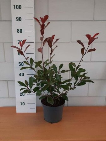 Photinia fraseri 'Red Robin'= 'Roodborstje' geen maat specificatie cont. 5,0L