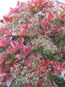 Photinia fraseri 'Red Robin'= 'Roodborstje' geen maat specificatie 0,55L/P9cm