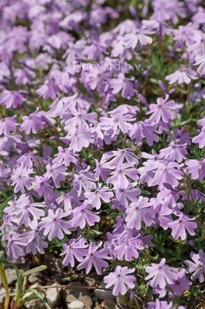 Phlox (S) 'G.F. Wilson' geen maat specificatie 0,55L/P9cm - afbeelding 1