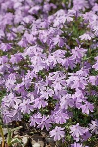 Phlox (S) 'G.F. Wilson' geen maat specificatie 0,55L/P9cm - afbeelding 1