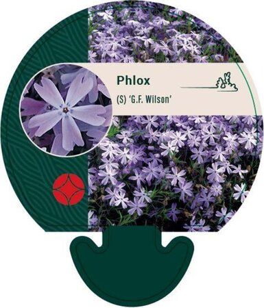 Phlox (S) 'G.F. Wilson' geen maat specificatie 0,55L/P9cm - afbeelding 2