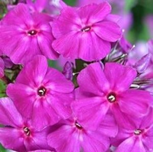 Phlox (P) 'The King' geen maat specificatie 0,55L/P9cm - afbeelding 3