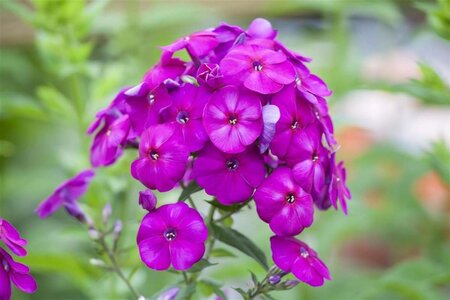 Phlox (P) 'The King' geen maat specificatie 0,55L/P9cm - afbeelding 1