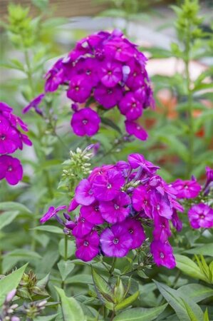 Phlox (P) 'The King' geen maat specificatie 0,55L/P9cm - afbeelding 2