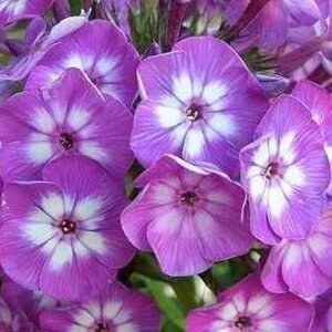 Phlox (P) 'Laura' geen maat specificatie 0,55L/P9cm - afbeelding 2