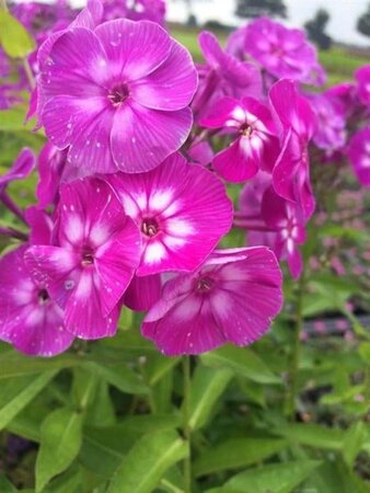 Phlox (P) 'Laura' geen maat specificatie 0,55L/P9cm - afbeelding 1