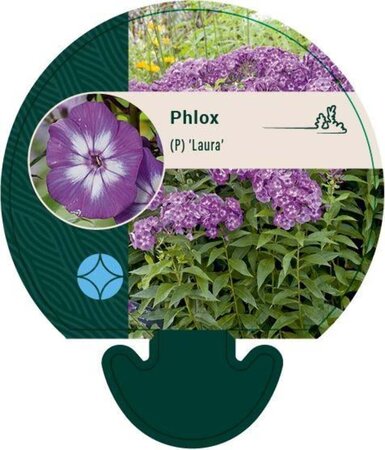 Phlox (P) 'Laura' geen maat specificatie 0,55L/P9cm - afbeelding 3