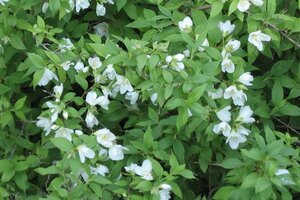 Philadelphus 'Lemoinei' 80-100 cm cont. 10L - afbeelding 1